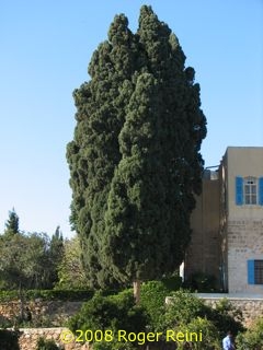 Cypress trees dating to the time of Bah�'u'll�h